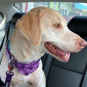 Meet your Posher, Shaun